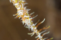   Super Macro Ghost Pipe Fish105mm Diopter  